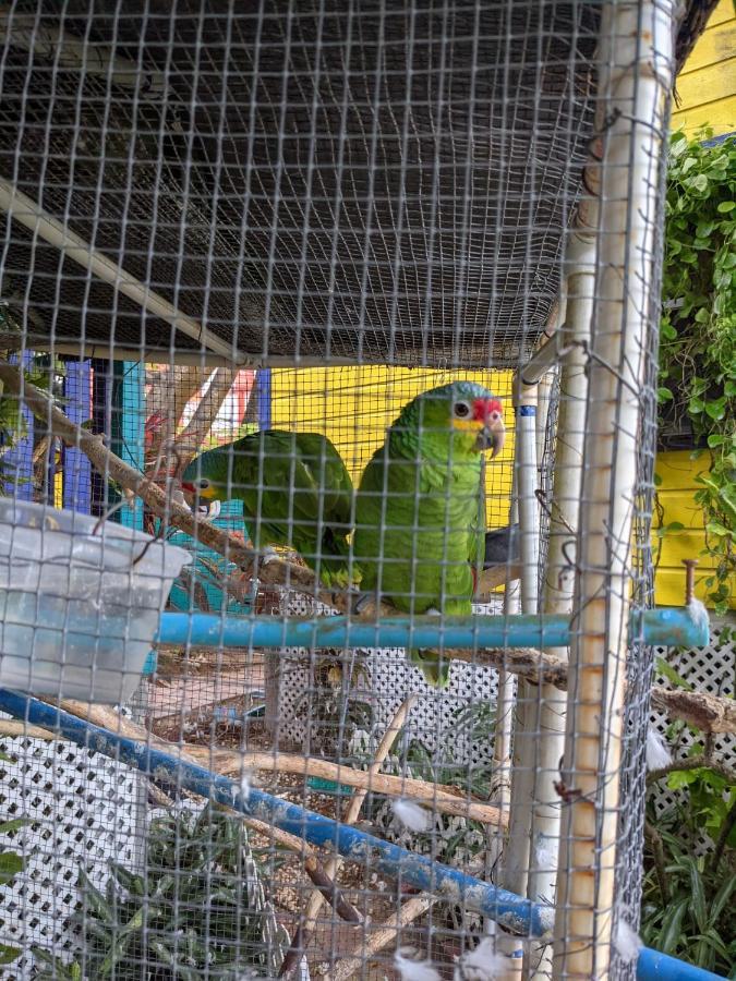 Yocamatsu Bed and Breakfast Caye Caulker Buitenkant foto